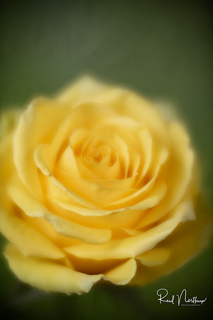Yellow Rose