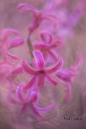 Pink Hyacinth