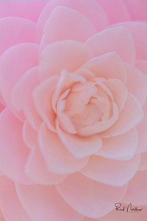 Pink Camelia