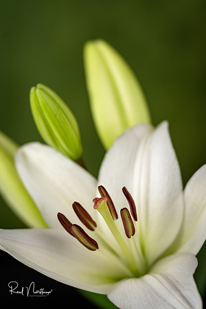White Lily