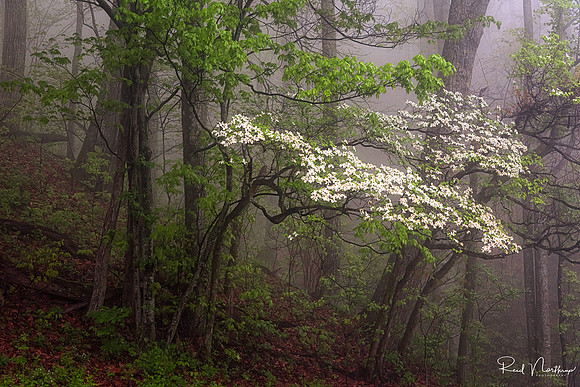 Blue Ridge Parkway Dogwood - April 2017