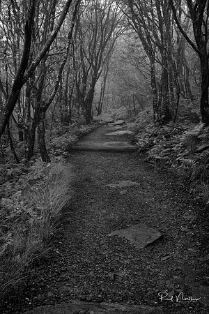 Craggy Pinnacle Trail - Blue Ridge Parkway - June 2015