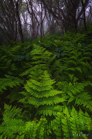 Forest Floor Ferns - June 2017