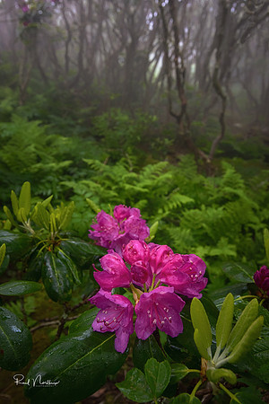 Flower in the Forest - June 2017