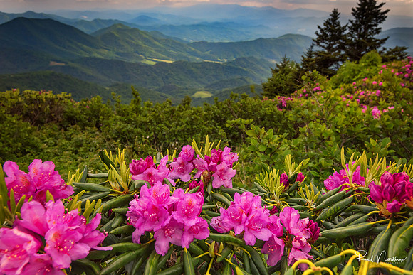 Catawba Rhododendron Bloom on Roan Mountain - June 2017