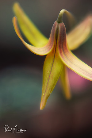 Trout Lily