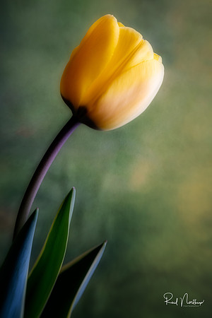 Tulip with Texture