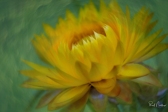 Straw Flower with Texture