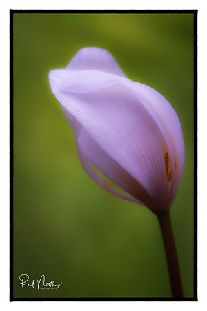 Blood Root Bud