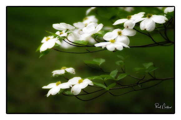 Dogwood Branch