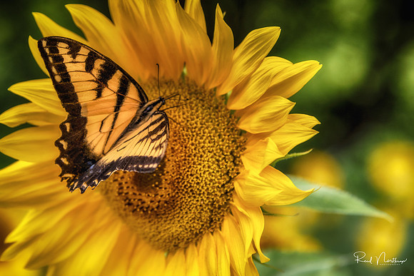 Tiger Swallowtail