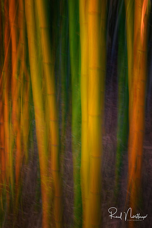 Bamboo In Motion