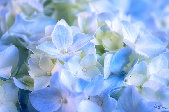 Blue Blossoms