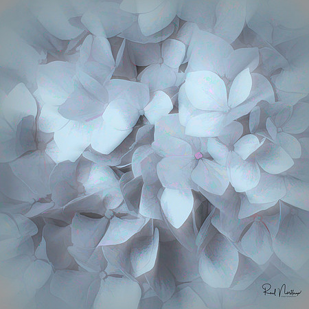 Abstract Hydrangea
