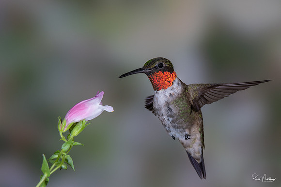 Hummingbird