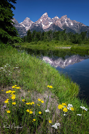 Schwabacher Landing Wildflowers - July 2021