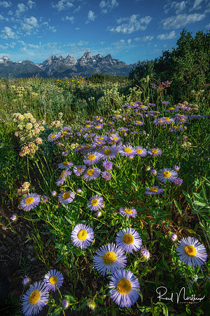 Antelope Flats Wildflowers - July 2021