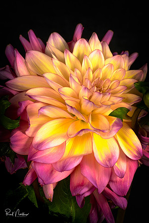 Dahlia