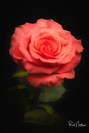 Soft Rose