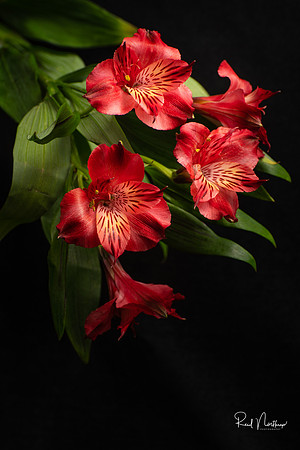 Alstroemeria