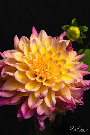Dahlia with Bud
