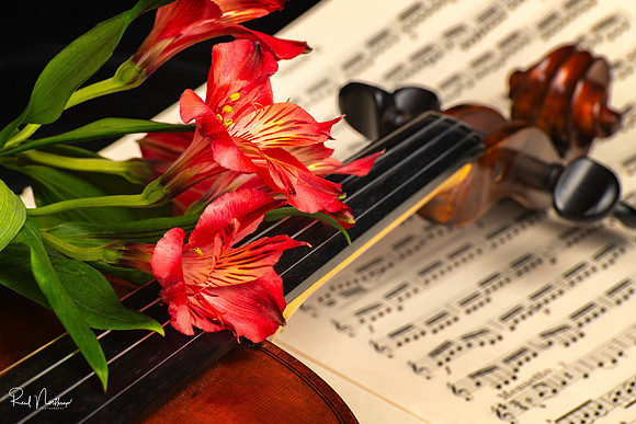 Alstroemeria with Violin