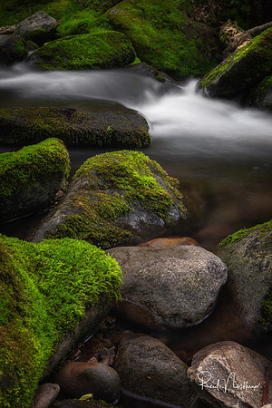 Roaring Fork Motor Nature Trail - May 2019