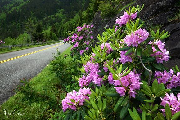 Blooms on Blue Ridge Parkway - June 2019