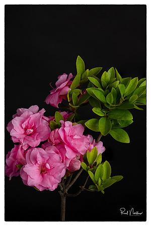 Azaleas