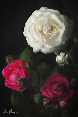 Roses