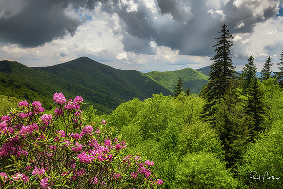 Parkway Blooms -      June 2020